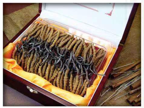 文罗镇冬虫夏草回收